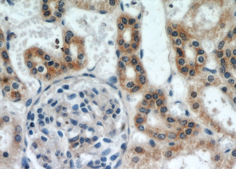 Immunohistochemical of paraffin-embedded human kidney using Catalog No:115375(SLC38A4 antibody) at dilution of 1:50 (under 40x lens)