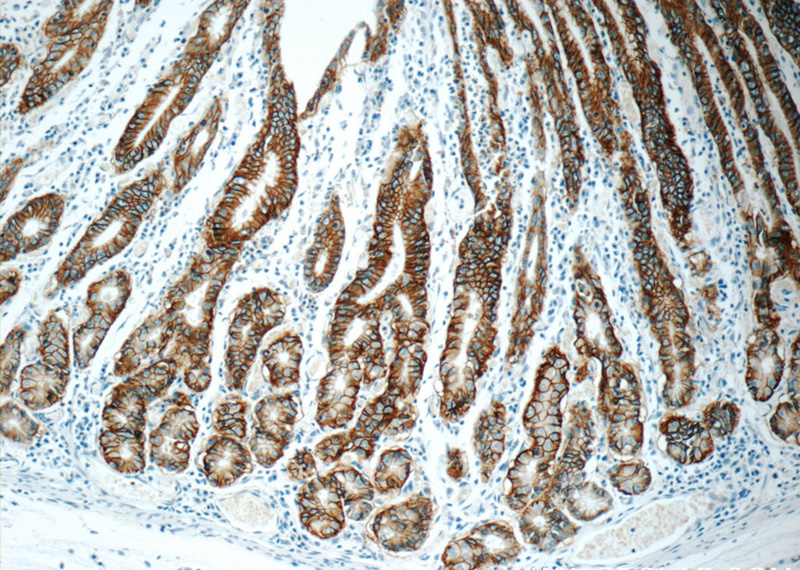 Immunohistochemistry of paraffin-embedded human stomach tissue slide using Catalog No:107159(CLDN18 Antibody) at dilution of 1:600 (under 10x lens)