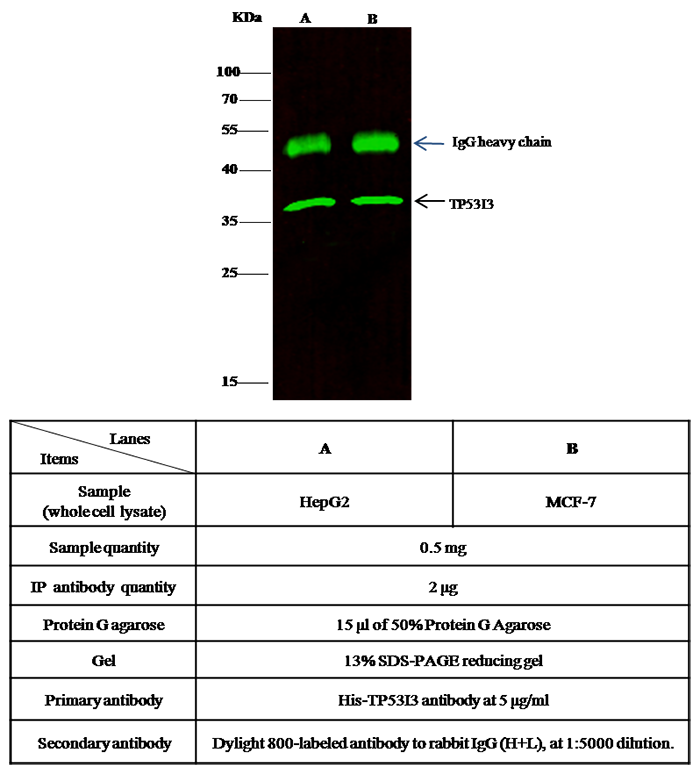 PIG3 / TP53I3 Antibody, Rabbit PAb, Antigen Affinity Purified, Immunoprecipitation