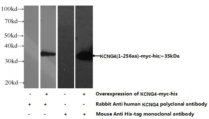 Transfected HEK-293 cells were subjected to SDS PAGE followed by western blot with Catalog No:111963(KCNG4 Antibody) at dilution of 1:700