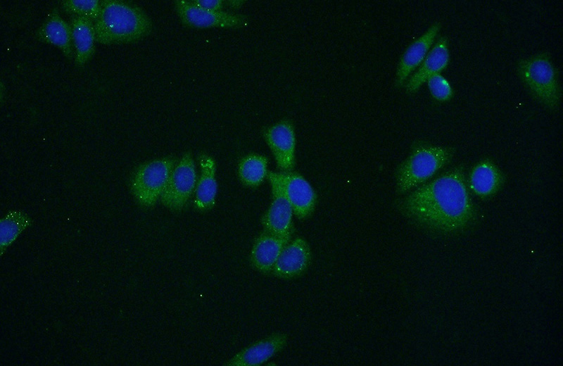 Immunofluorescent analysis of HepG2 cells using Catalog No:111605(IDH3A Antibody) at dilution of 1:50 and Alexa Fluor 488-congugated AffiniPure Goat Anti-Rabbit IgG(H+L)