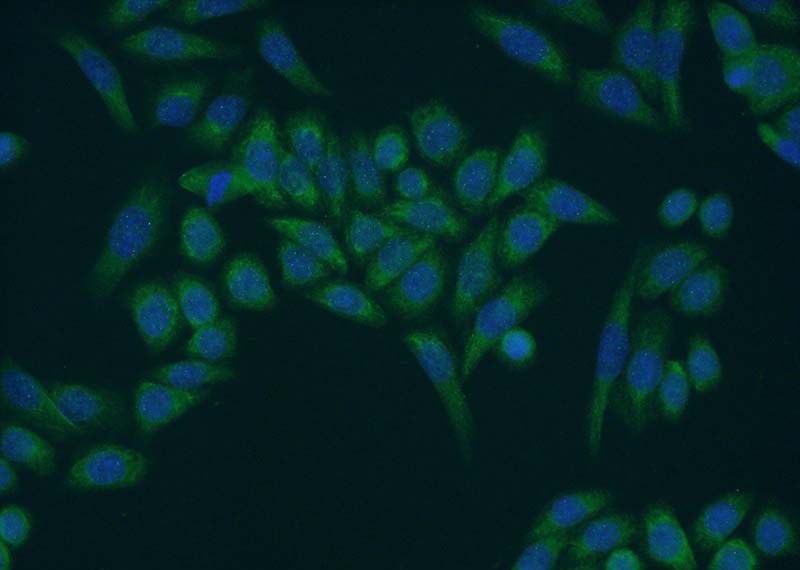 Immunofluorescent analysis of HeLa cells using Catalog No:112725(MocS2 Antibody) at dilution of 1:50 and Alexa Fluor 488-congugated AffiniPure Goat Anti-Rabbit IgG(H+L)