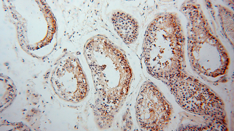 Immunohistochemical of paraffin-embedded human testis using Catalog No:112339(LRRTM1 antibody) at dilution of 1:100 (under 10x lens)