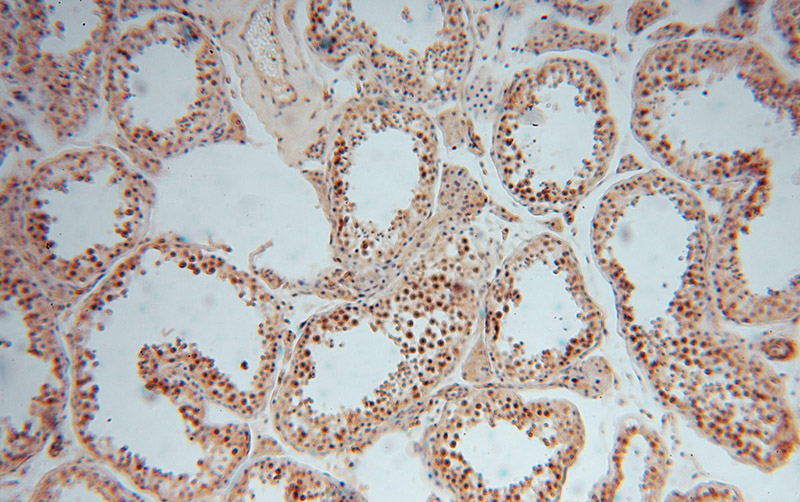 Immunohistochemical of paraffin-embedded human testis using Catalog No:110996(GNB3 antibody) at dilution of 1:50 (under 10x lens)