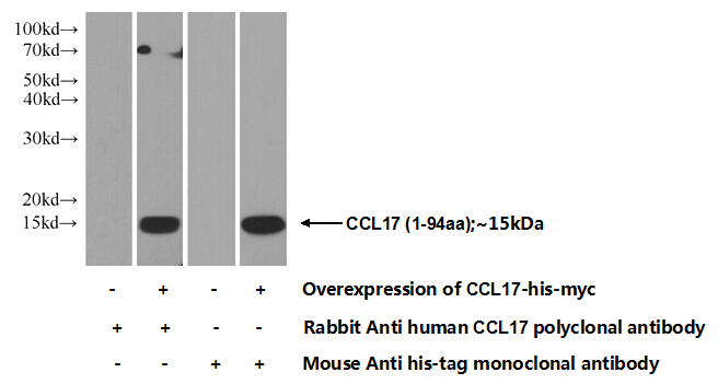 Transfected HEK-293 cells were subjected to SDS PAGE followed by western blot with Catalog No:108999(CCL17 Antibody) at dilution of 1:1000