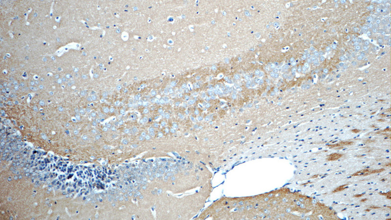 Immunohistochemistry of paraffin-embedded mouse brain tissue slide using Catalog No:115809(STXBP1 Antibody) at dilution of 1:50 (under 10x lens)