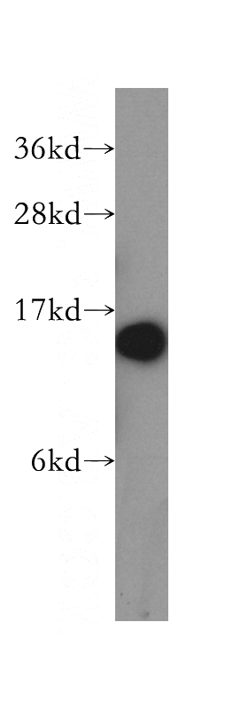 HeLa cells were subjected to SDS PAGE followed by western blot with Catalog No:114827(RPS12 antibody) at dilution of 1:500