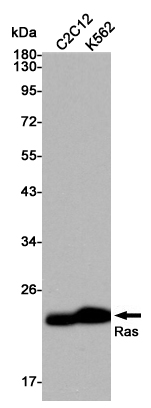 Western blot analysis of Ras expression in C2C12 and K562 cell lysates using Ras antibody at 1/3000 dilution.Predicted band size:21KDa.Observed band size:21KDa.