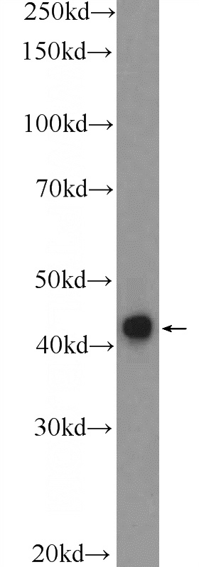 mouse brain tissue were subjected to SDS PAGE followed by western blot with Catalog No:109669(CCNI Antibody) at dilution of 1:1000