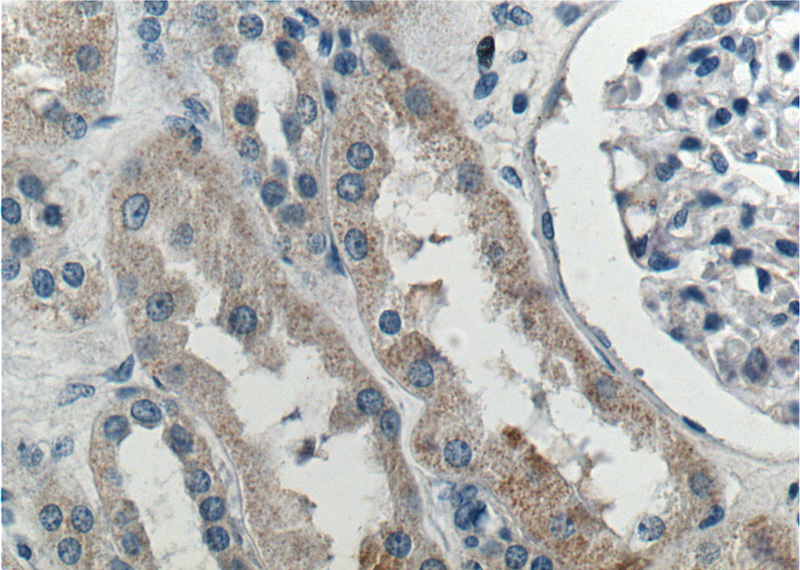 Immunohistochemistry of paraffin-embedded human kidney tissue slide using Catalog No:115476(SNX21 Antibody) at dilution of 1:200 (under 40x lens).