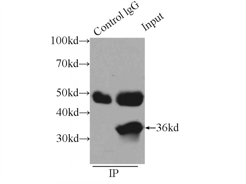 IP Result of anti-CCNY (IP:Catalog No:109071, 3ug; Detection:Catalog No:109071 1:600) with K-562 cells lysate 2400ug.