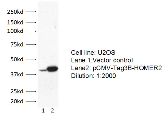 WB result of anti-HOMER2 (Catalog No:111518 1:2000) with transfected U2OS cell by Dr. Yupeng Chen.