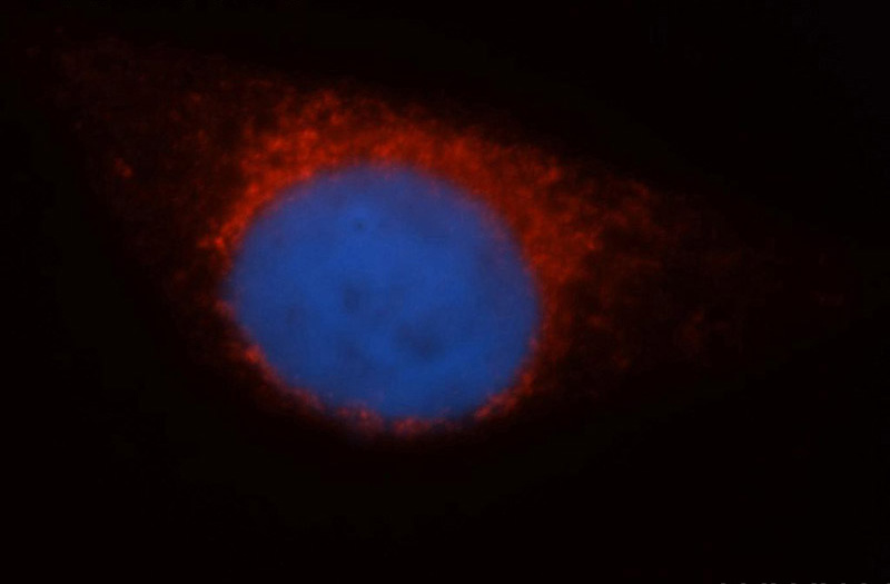 Immunofluorescent analysis of HepG2 cells, using STX12 antibody Catalog No:115792 at 1:50 dilution and Rhodamine-labeled goat anti-rabbit IgG (red). Blue pseudocolor = DAPI (fluorescent DNA dye).
