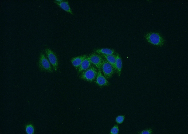 Immunofluorescent analysis of HepG2 cells using Catalog No:113071(NDUFB11 Antibody) at dilution of 1:50 and Alexa Fluor 488-congugated AffiniPure Goat Anti-Rabbit IgG(H+L)