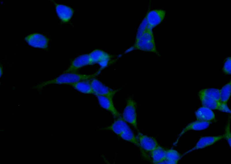 Immunofluorescent analysis of HEK-293 cells using Catalog No:111521(HOOK1 Antibody) at dilution of 1:25 and Alexa Fluor 488-congugated AffiniPure Goat Anti-Rabbit IgG(H+L)