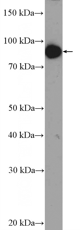 mouse skeletal muscle tissue were subjected to SDS PAGE followed by western blot with Catalog No:117000(ZNF509 Antibody) at dilution of 1:600