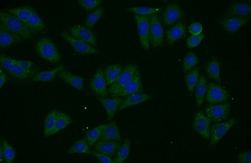 Immunofluorescent analysis of HepG2 cells using Catalog No:112955(NARS Antibody) at dilution of 1:25 and Alexa Fluor 488-congugated AffiniPure Goat Anti-Rabbit IgG(H+L)