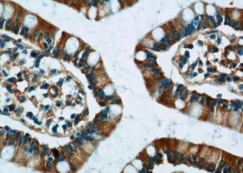 Immunohistochemistry of paraffin-embedded human small intestine tissue slide using Catalog No:110663(FICD Antibody) at dilution of 1:50 (under 40x lens)
