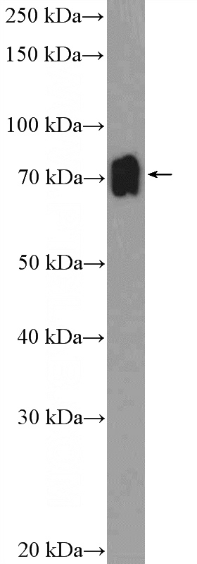 mouse spleen tissue were subjected to SDS PAGE followed by western blot with Catalog No:117158(ZNF30 Antibody) at dilution of 1:300