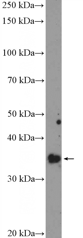 PC-3 cells were subjected to SDS PAGE followed by western blot with Catalog No:114623(RFC2 Antibody) at dilution of 1:300