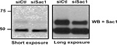WB result of anti- SAC1 (Catalog No:115041) with NIH-3T3 cells (RNAi).