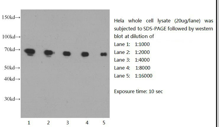 Western blot of Hela cell with anti-LMNB1 (Catalog No:117328) at various dilutions.
