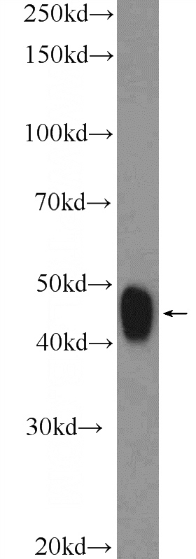 RAW 264.7 cells were subjected to SDS PAGE followed by western blot with Catalog No:112373(MAFB Antibody) at dilution of 1:1000