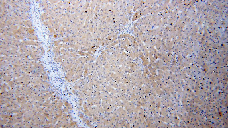 Immunohistochemical of paraffin-embedded human liver using Catalog No:114726(RNASE11 antibody) at dilution of 1:50 (under 10x lens)