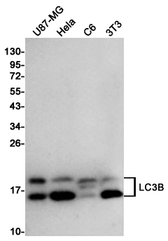 Western blot detection of LC3B in U87-MG, Hela, C6 and 3T3 cell lysates using LC3B Rabbit pAb (1:1000 diluted). Predicted band size: 15KDa. Observed band size:14, 16KDa.