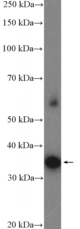 SH-SY5Y cells were subjected to SDS PAGE followed by western blot with Catalog No:115797(STX3 Antibody) at dilution of 1:1000