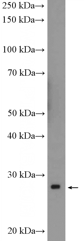K-562 cells were subjected to SDS PAGE followed by western blot with Catalog No:112720(MOBKL1B Antibody) at dilution of 1:600