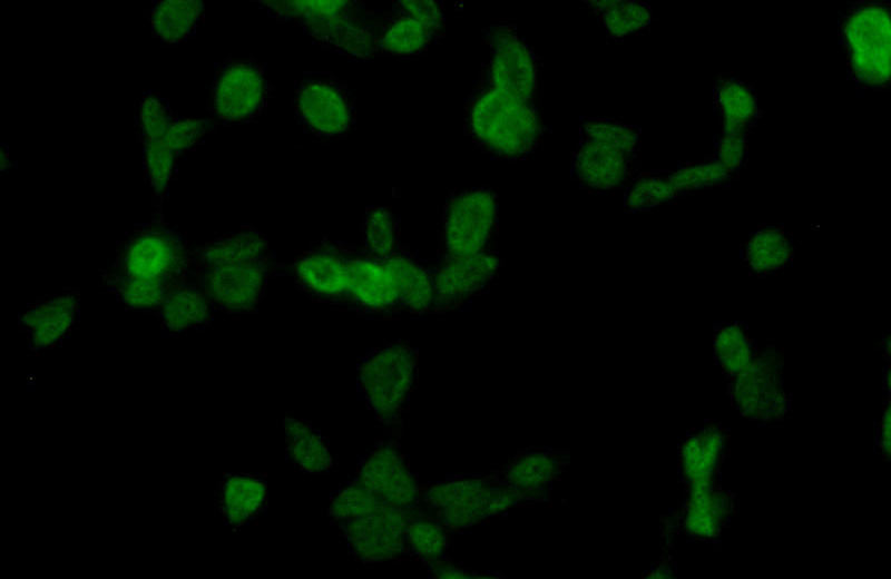 Immunofluorescent analysis of HEK-293 cells using Catalog No:114258(PTBP1 Antibody) at dilution of 1:50 and Alexa Fluor 488-congugated AffiniPure Goat Anti-Rabbit IgG(H+L)