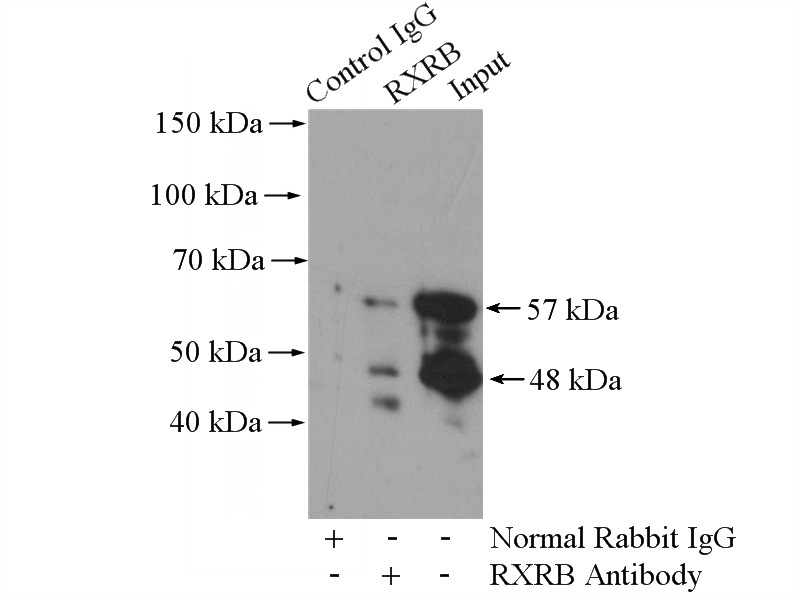 IP Result of anti-RXRB (IP:Catalog No:114947, 4ug; Detection:Catalog No:114947 1:500) with MCF-7 cells lysate 1200ug.