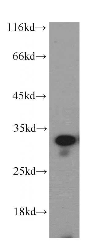 L02 cells were subjected to SDS PAGE followed by western blot with Catalog No:111403(HIST1H1C antibody) at dilution of 1:500