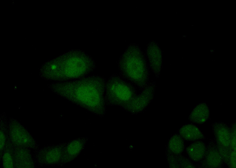 Immunofluorescent analysis of (10% Formaldehyde) fixed HepG2 cells using Catalog No:112551(MCM10 Antibody) at dilution of 1:50 and Alexa Fluor 488-congugated AffiniPure Goat Anti-Rabbit IgG(H+L)