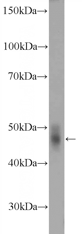 mouse liver tissue were subjected to SDS PAGE followed by western blot with Catalog No:115923(TDO2 Antibody) at dilution of 1:600