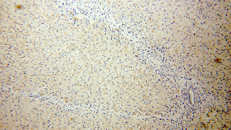 Immunohistochemical of paraffin-embedded human liver using Catalog No:112841(MRPS12 antibody) at dilution of 1:50 (under 10x lens)