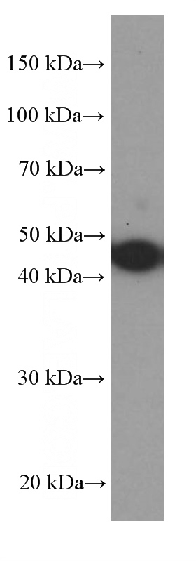 SH-SY5Y cells were subjected to SDS PAGE followed by western blot with Catalog No:107449(SERPINE1 Antibody) at dilution of 1:2000