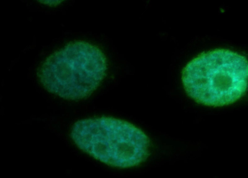 Immunofluorescent analysis of Hela cells, using STK3 antibody Catalog No:115715 at 1:50 dilution and FITC-labeled donkey anti-rabbit IgG (green). Blue pseudocolor = DAPI (fluorescent DNA dye).