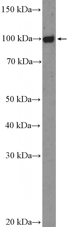 Daudi cells were subjected to SDS PAGE followed by western blot with Catalog No:110604(FCRL5 Antibody) at dilution of 1:600