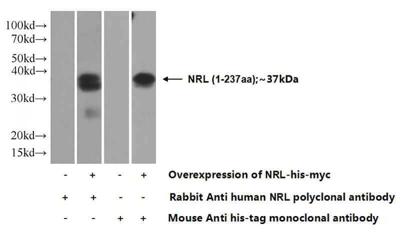 Transfected HEK-293 cells were subjected to SDS PAGE followed by western blot with Catalog No:113281(NRL Antibody) at dilution of 1:1000