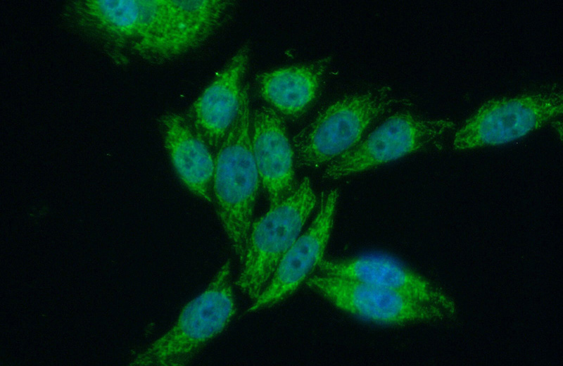 Immunofluorescent analysis of (10% Formaldehyde) fixed HeLa cells using Catalog No:115744(SUPV3L1 Antibody) at dilution of 1:50 and Alexa Fluor 488-congugated AffiniPure Goat Anti-Rabbit IgG(H+L)