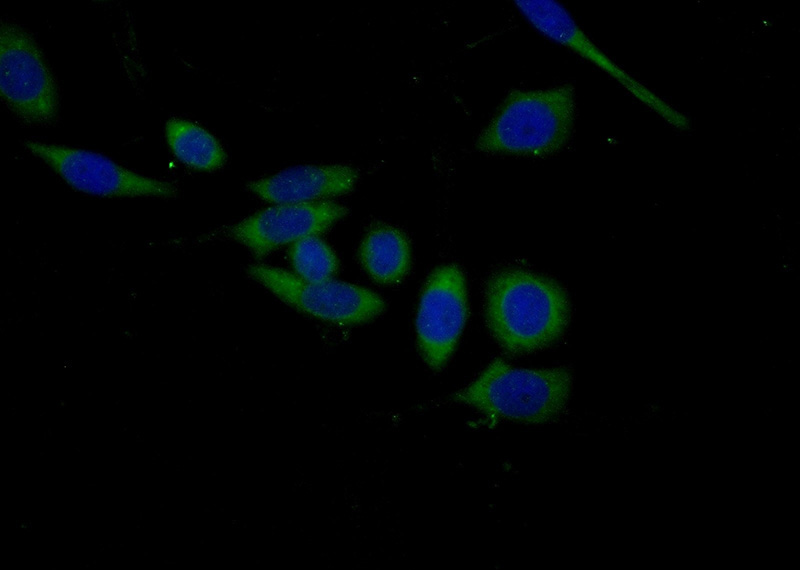 Immunofluorescent analysis of (-20oc Ethanol) fixed PC-3 cells using Catalog No:116978(WWP1 Antibody) at dilution of 1:50 and Alexa Fluor 488-congugated AffiniPure Goat Anti-Rabbit IgG(H+L)