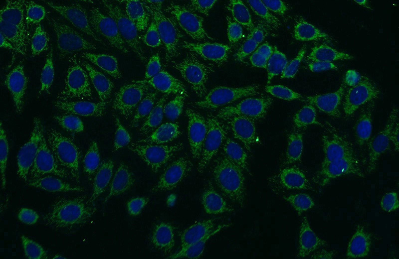 Immunofluorescent analysis of HepG2 cells using Catalog No:108851(CPA6 Antibody) at dilution of 1:25 and Alexa Fluor 488-congugated AffiniPure Goat Anti-Rabbit IgG(H+L)