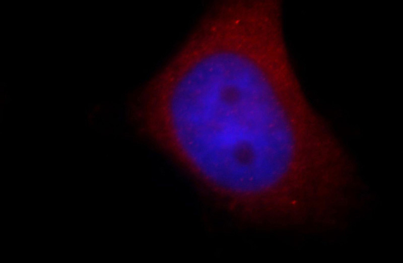 Immunofluorescent analysis of Hela cells, using NPTX1 antibody Catalog No:113224 at 1:25 dilution and Rhodamine-labeled goat anti-rabbit IgG (red). Blue pseudocolor = DAPI (fluorescent DNA dye).