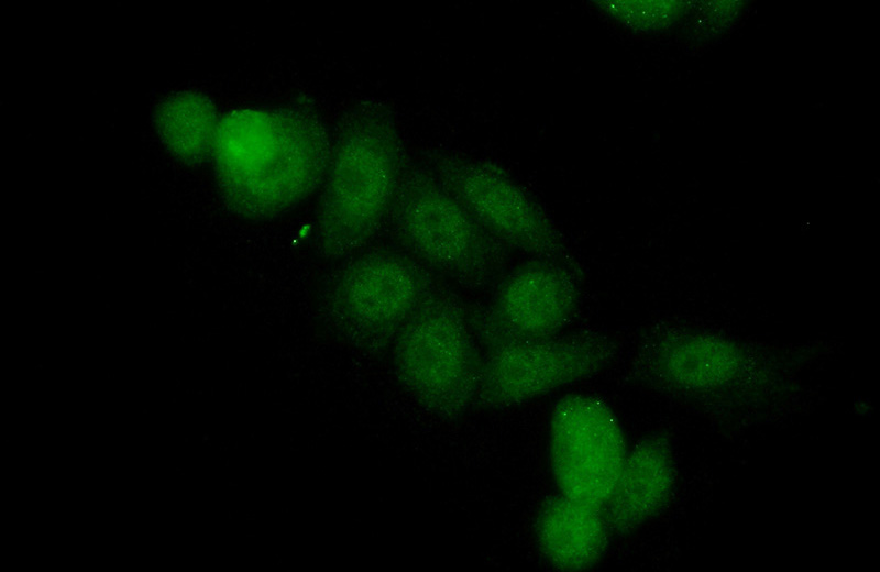 Immunofluorescent analysis of (10% Formaldehyde) fixed HeLa cells using Catalog No:112176(LCOR Antibody) at dilution of 1:50 and Alexa Fluor 488-congugated AffiniPure Goat Anti-Rabbit IgG(H+L)
