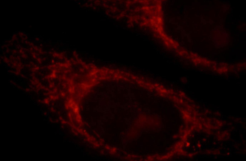 Immunofluorescent analysis of HepG2 cells, using MAPKBP1 antibody Catalog No:112442 at 1:25 dilution and Rhodamine-labeled goat anti-rabbit IgG (red).