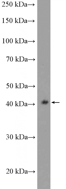 HepG2 cells were subjected to SDS PAGE followed by western blot with Catalog No:115061(MAPK13 Antibody) at dilution of 1:300