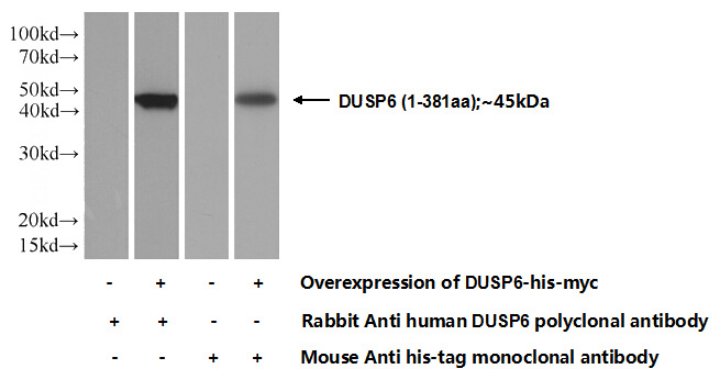 Transfected HEK-293 cells were subjected to SDS PAGE followed by western blot with Catalog No:110121(DUSP6 Antibody) at dilution of 1:1000
