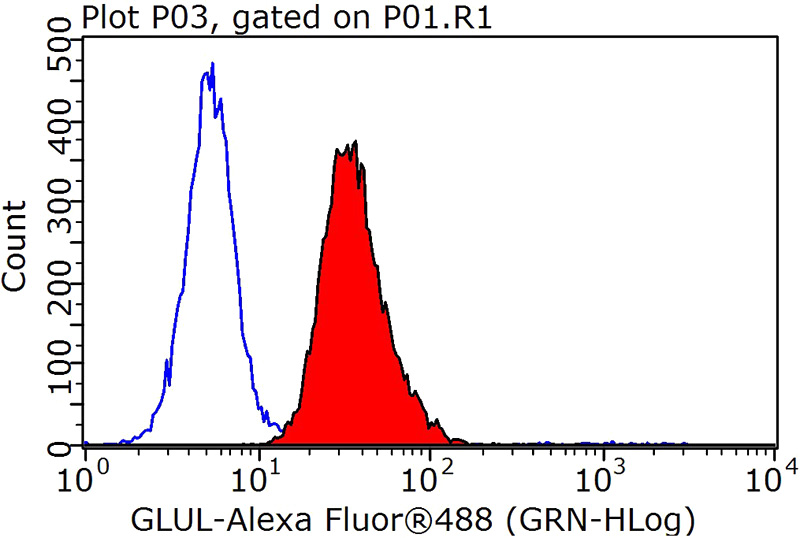1X10^6 HepG2 cells were stained with 0.2ug Glutamine synthetase antibody (Catalog No:111081, red) and control antibody (blue). Fixed with 90% MeOH blocked with 3% BSA (30 min). Alexa Fluor 488-congugated AffiniPure Goat Anti-Rabbit IgG(H+L) with dilution 1:1000.